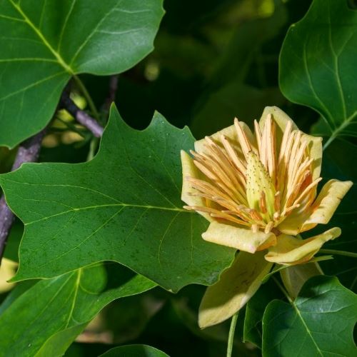 Close up view of a tulip tree, which is one of the species being planted