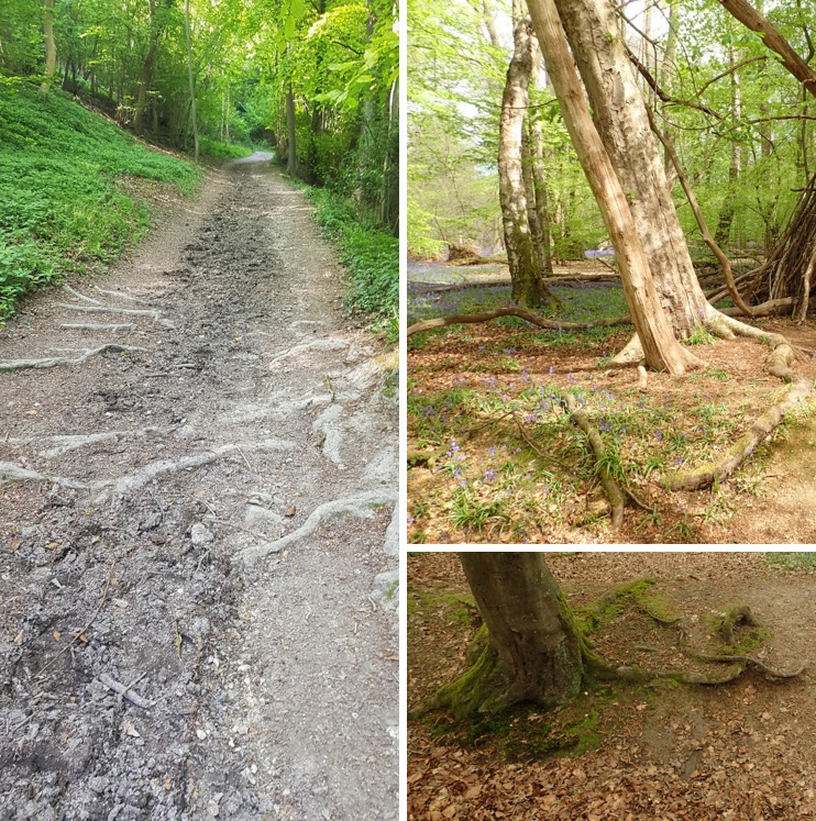 Habitat Regulations Assessment - Beechwoods SAC - examples of erosion
