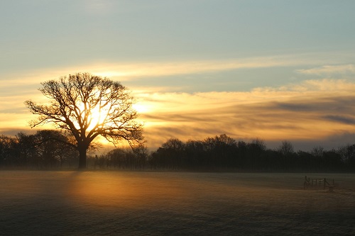 Bunkers Park Sun rising behind a tree at dawn on Bunkers Park