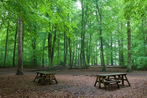 Chipperfield Common Picnic benches in woodland in Chipperfield Common