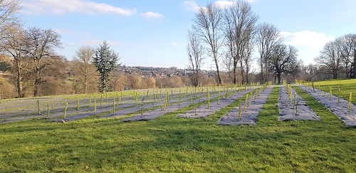 Maple tree planting in Gadebridge Park as part of the Greener Dacorum project