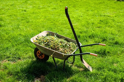 Wheelbarrow with weeds