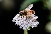 Hover fly, The Walled Garden, Gadebridge Park