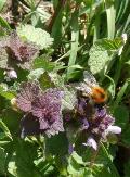 Clarks mining bee on red dead-nettles, Halsey Drive in Hemel Hempstead