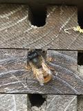 Mason bee, The Walled Garden, Gadebridge Park in Hemel Hempstead