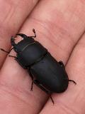 Female stag beetle, Woodhall Lane in Hemel Hempstead