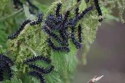 Peacock butterfly caterpillars, near Halsey Drive