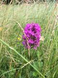 Pyramid Orchid in wildflower meadow, Woodhall Lane