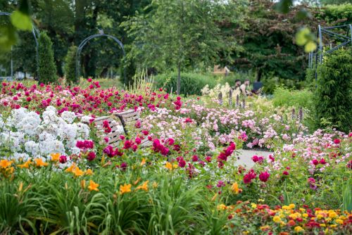 Water Gardens bench Bench in amongst a beautiful floral display in the Water Gardens