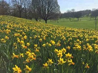 Gadebridge Park daffodils
