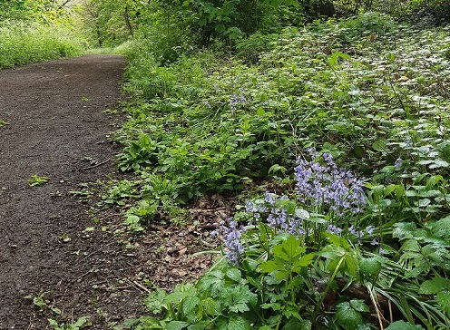 Nickey Line flowers