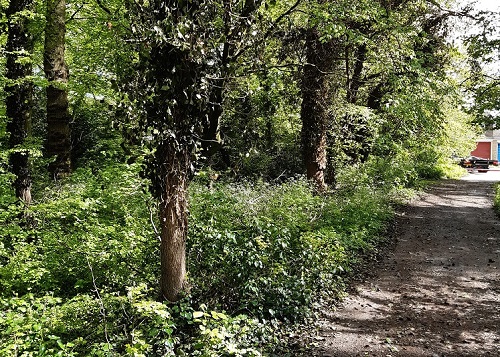 Nickey Line trees Nickey Line trees