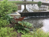 Water Gardens Weir and Fish Pass